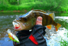 Особенности выбора воблеров на окуня и их разновидности