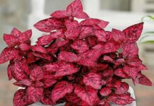 Правила посадки и выращивания гипоэста для красивого цветения и здорового роста